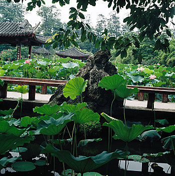 中国四川望丛祠花塘