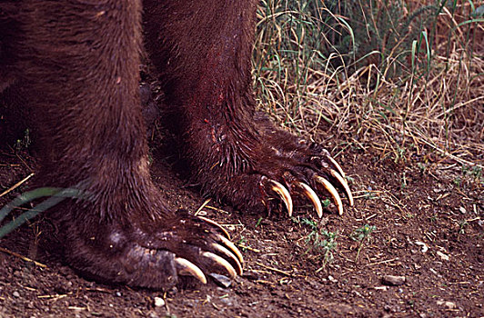 美国,阿拉斯加,卡特麦国家公园,棕熊,爪子