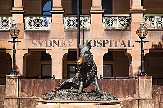 澳大利亚,悉尼,医院,雕塑,公猪