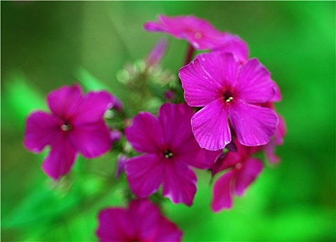 粉色,长春花属植物,花