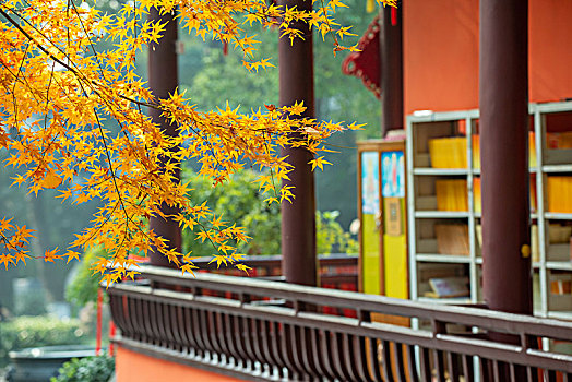 清凉寺的枫叶