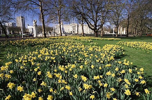 英格兰,伦敦,水仙花,绿色公园,白金汉宫,背景
