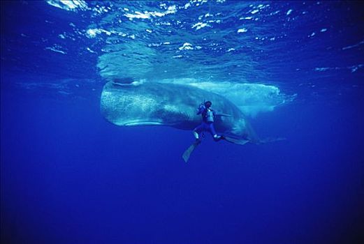 拍摄,抹香鲸,多米尼加