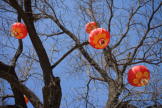 北京白云观内树上挂的红灯笼