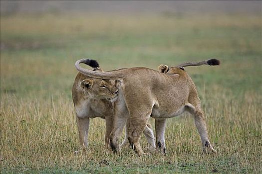 非洲狮,狮子,女性,自豪,问候,马赛马拉国家保护区,肯尼亚