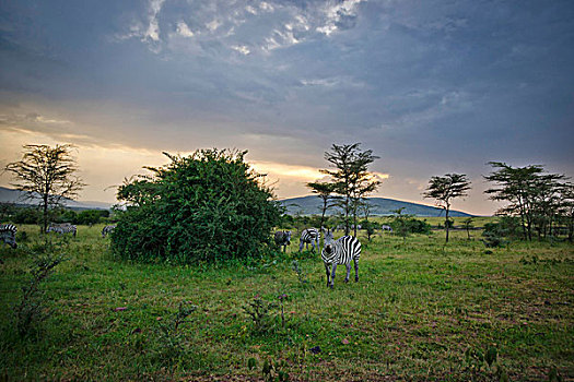 斑马,日落,非洲
