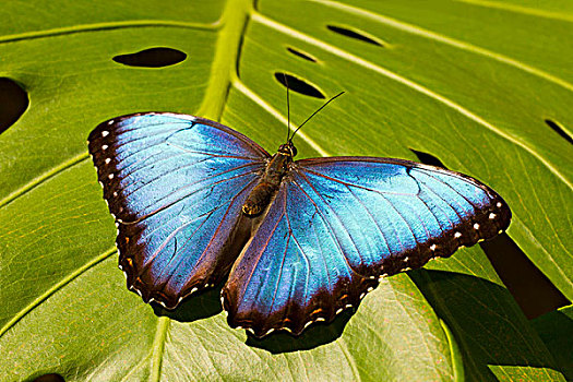 南美大闪蝶,蓝色大闪蝶