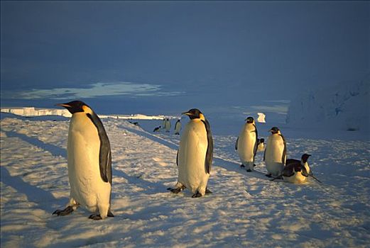 帝企鹅,群,旅行,浩大,远景,迅速,冰,栖息地,南极