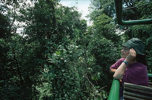 雨林,俯视,缆车,哥斯达黎加