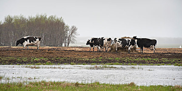 母牛,放牧,土地,旁侧,洪水,区域,曼尼托巴,加拿大