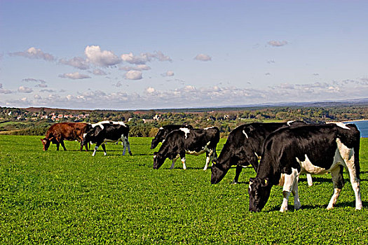 家牛,黑白花牛,弗里斯兰奶牛,阉牛,三叶草,乡村,背影,多西特,英格兰,欧洲