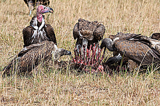 肉垂秃鹫,白色,后背,秃鹰,白背秃鹫,畜体,马赛马拉国家保护区,肯尼亚