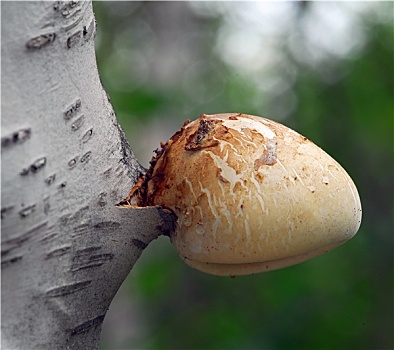 蘑菇,树上