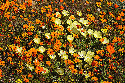 春天,花,格格普自然保护区,纳马夸兰,南非,非洲