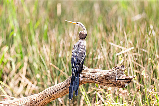 生活在内陆淡水湖泊的黑腹蛇鹈鸟