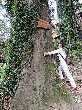 贵州丹寨,发现千年最大榉木
