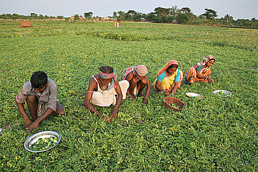 乡村,人,工作,蔬菜,地点,五月,2007年,孟加拉,安静,新娘,遥远,孙德尔本斯地区,紧握