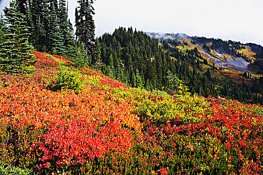 漂亮,秋色,山峦,山,雷尼尔山,国家公园,华盛顿,美国