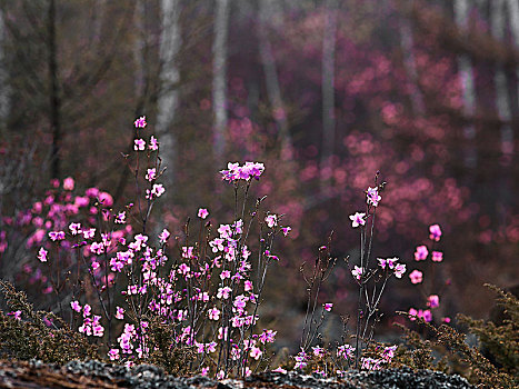 兴安岭野生杜鹃花2