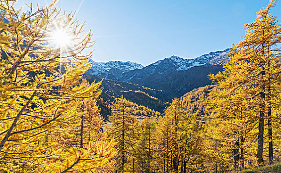落叶松属植物,树林,阿尔卑斯山,瓦莱,瑞士
