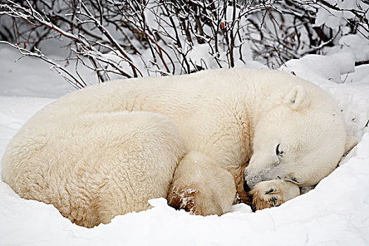 北极熊,睡觉