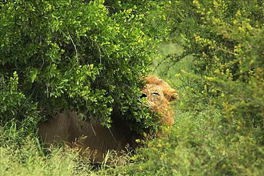 狮子,树林,禁猎区,克鲁格国家公园,林波波河,南非