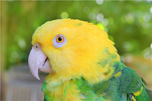 亚马逊河,鹦鹉,黄色
