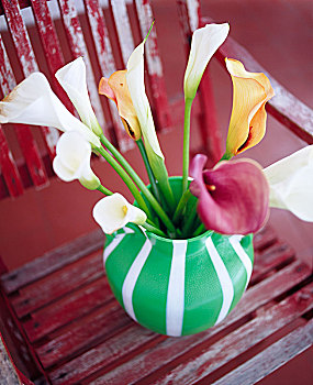 花瓶,水芋属,瑞典