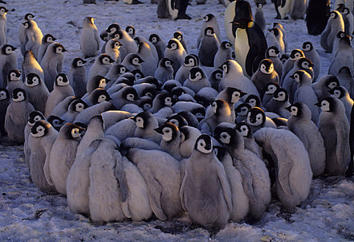 南极,帝企鹅,生物群,幼禽,簇拥,温暖