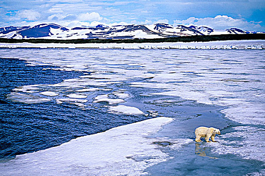 亚成体,北极熊,猎捕,海豹,融化,浮冰,斯瓦尔巴群岛,北极,挪威