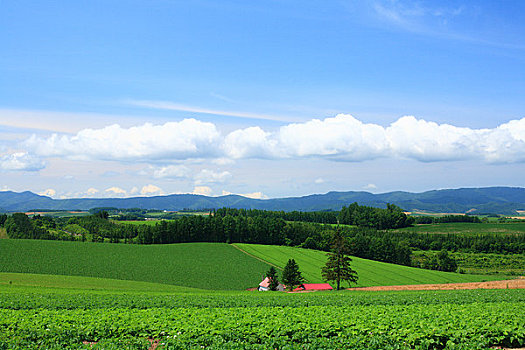 山,美瑛