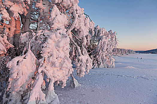 冬季风景,积雪,落日,黑森林,巴登符腾堡,德国