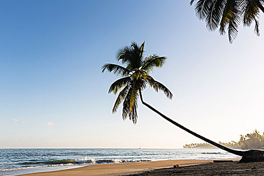 椰树,树,海滩,干盐湖,多米尼加共和国,加勒比
