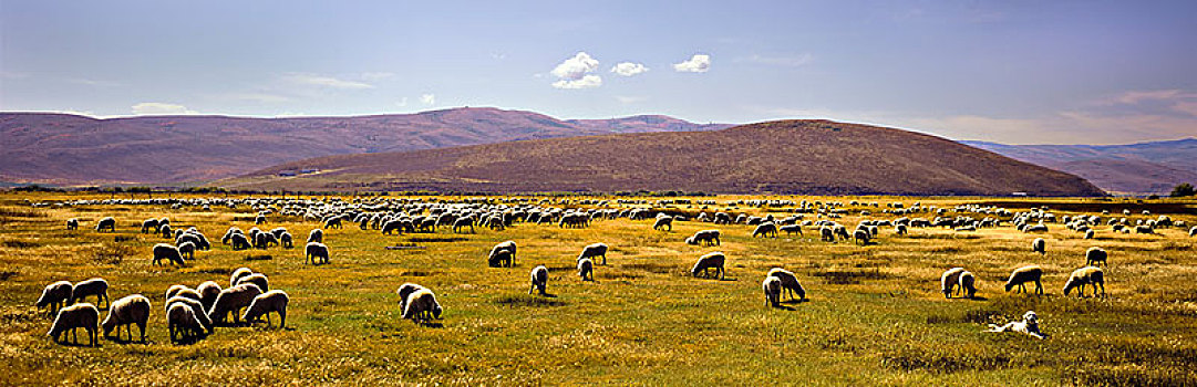 大,牧群,绵羊,放牧,草地,黄色拉布拉多犬,看,前景,山,蓝天,犹他,美国