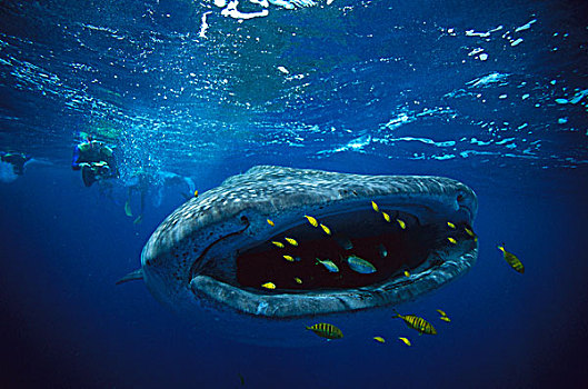 鲸鲨,金色,鲹,群,游泳,正面,嘴,澳大利亚