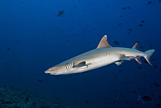 灰三齿鲨,鲎鲛,深海,印度洋,马尔代夫,亚洲