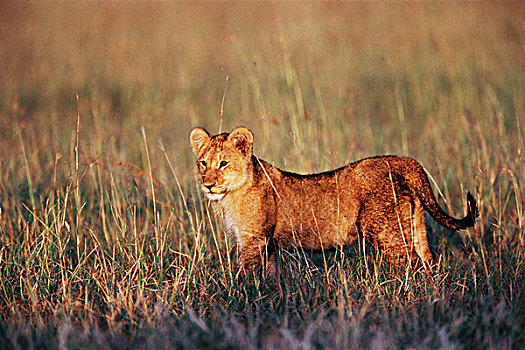 肯尼亚,马赛马拉国家保护区,幼狮,狮子,第一,亮光,大幅,尺寸
