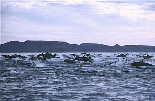 真海豚,海豚,急促,鱼群,科特兹海,墨西哥