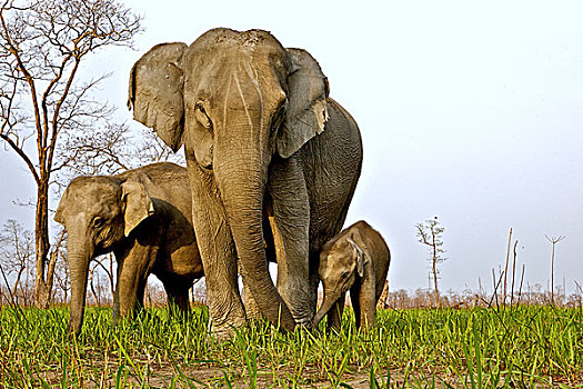 亚洲,亚洲象,象属,女性,幼兽,卡齐兰加国家公园,阿萨姆邦,印度