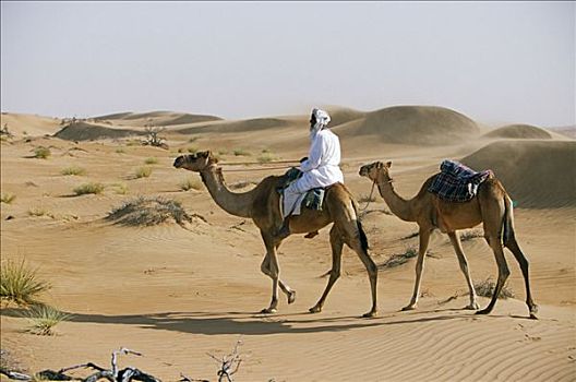 骆驼,沙丘,沙漠