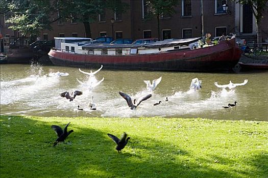 鹅,运河,阿姆斯特丹