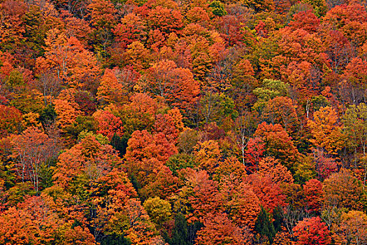 落叶树,秋叶,佛蒙特州,美国