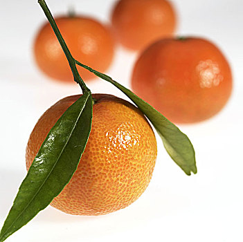 克莱门氏小柑橘,水果,柑橘,白色背景