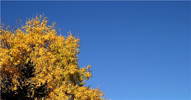 黄色,秋天,树