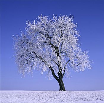 梨树,冬天