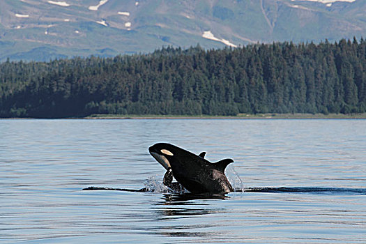 逆戟鲸,威廉王子湾,阿拉斯加