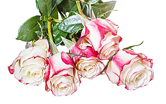 束,粉色,玫瑰,隔绝,白色背景