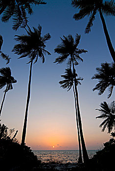 棕榈树,日落,傍晚,岛屿,阿拉伯海,印度南部,印度,亚洲