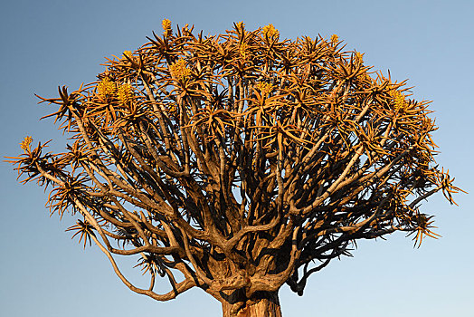 抖树,箭筒树,二歧芦荟,早晨,亮光,基特曼斯胡普,区域,纳米比亚,非洲
