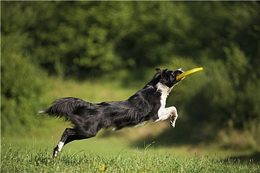 博德牧羊犬